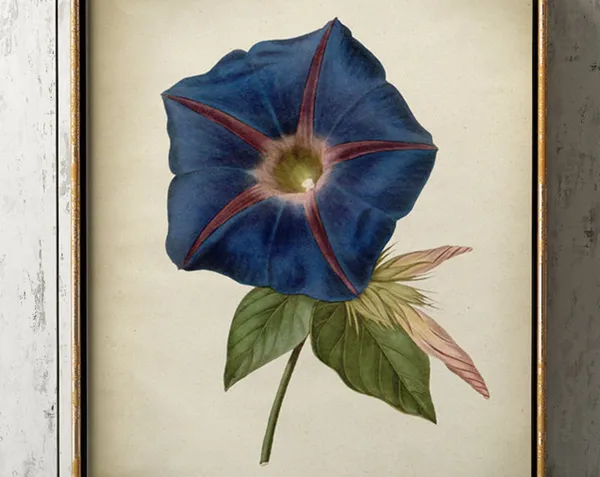 Blue Morning Glory Vintage Botanical Art Print