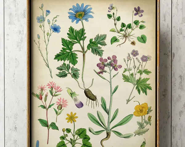 Botanical Wild Flowers Art Print, Delicate Floral Chart