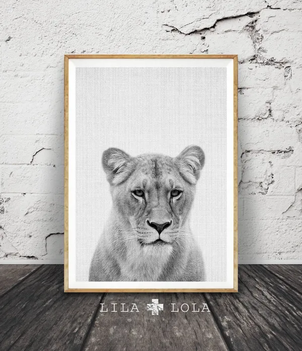 Lioness Portrait Black And White Safari Art Print