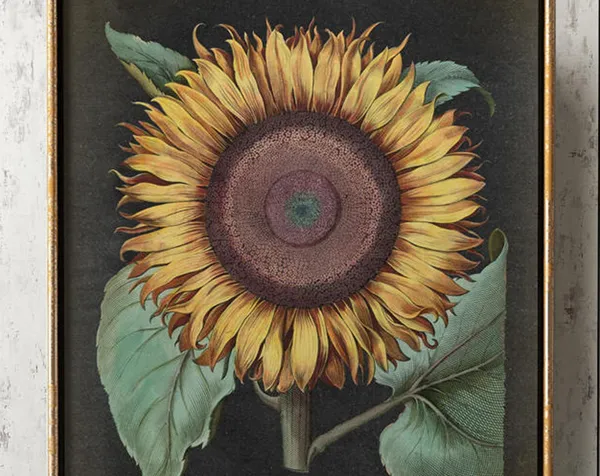 Sunflower Botanical Poster, Kitchen Wall Art Print