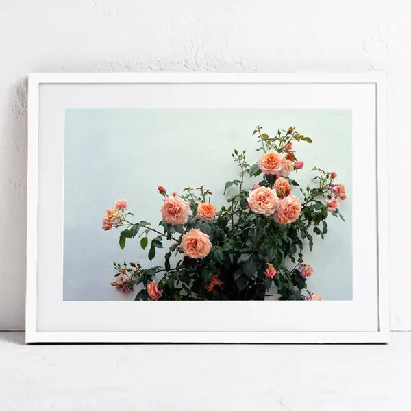 Pink Roses Floral Photography Botanical Art Print