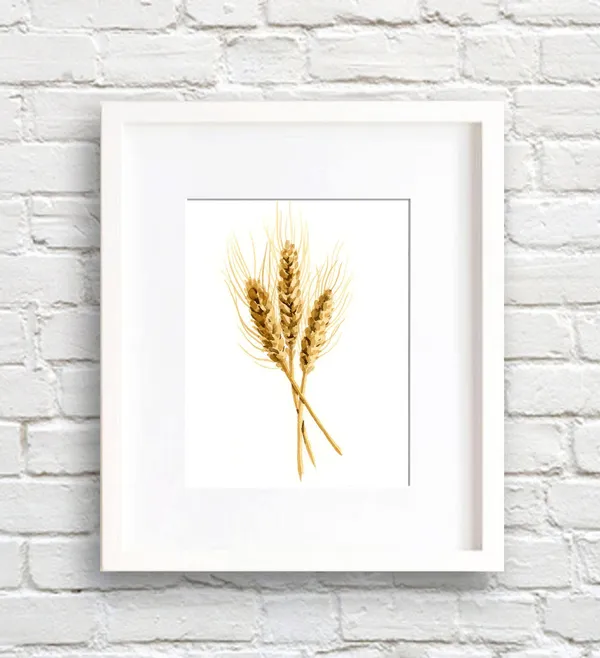 Wheat Watercolor Art Print, Rustic Farmhouse Decor