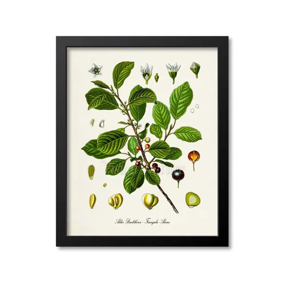Alder Buckthorn Botanical Art Print, Frangula Alnus