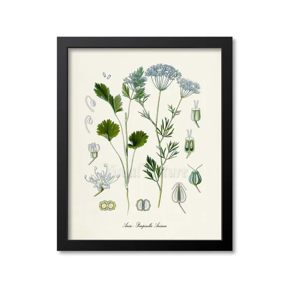 Anise Botanical Art Print, Pimpinella Anisum Study