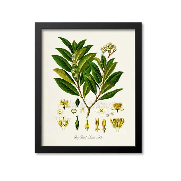 Bay Laurel Botanical Art Print, Laurus Nobilis