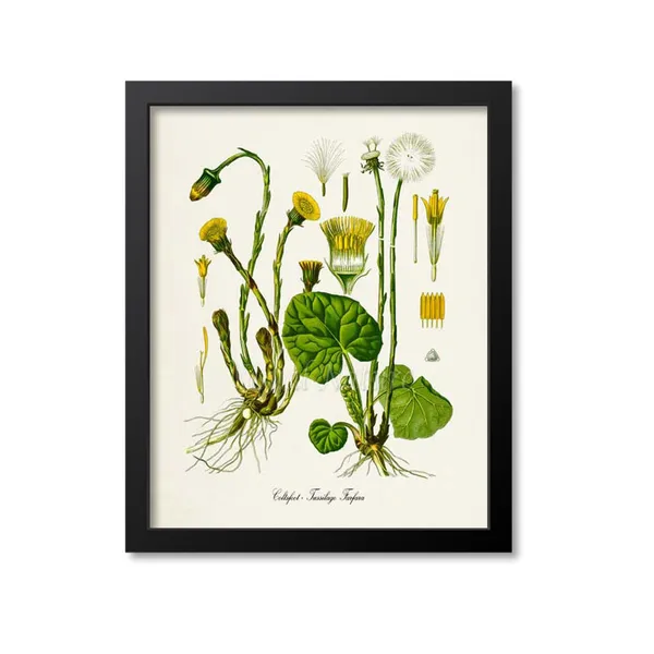 Coltsfoot Botanical Print, Tussilago Farfara Art Print