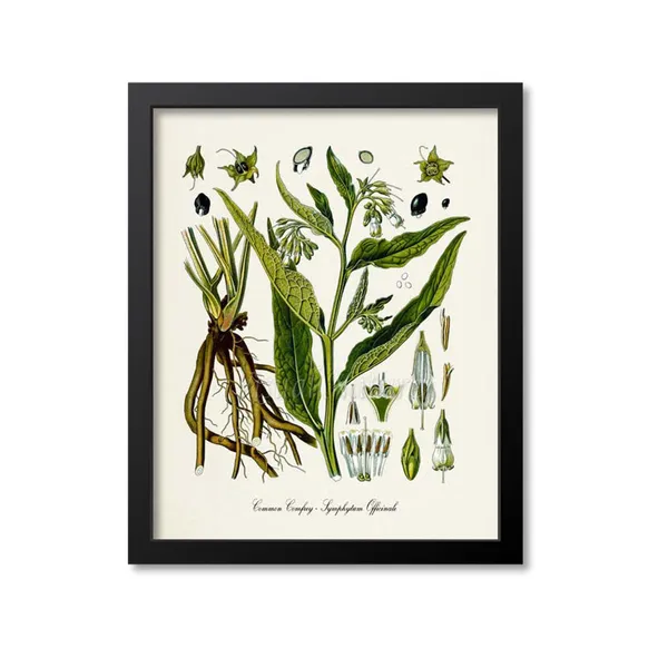 Common Comfrey, Symphytum Officinale Art Print