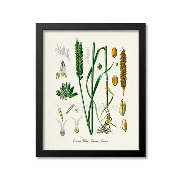 Common Wheat Botanical Art Print, Triticum Aestivum