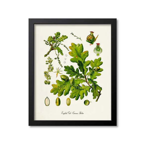 English Oak Botanical Art Print, Quercus Robur