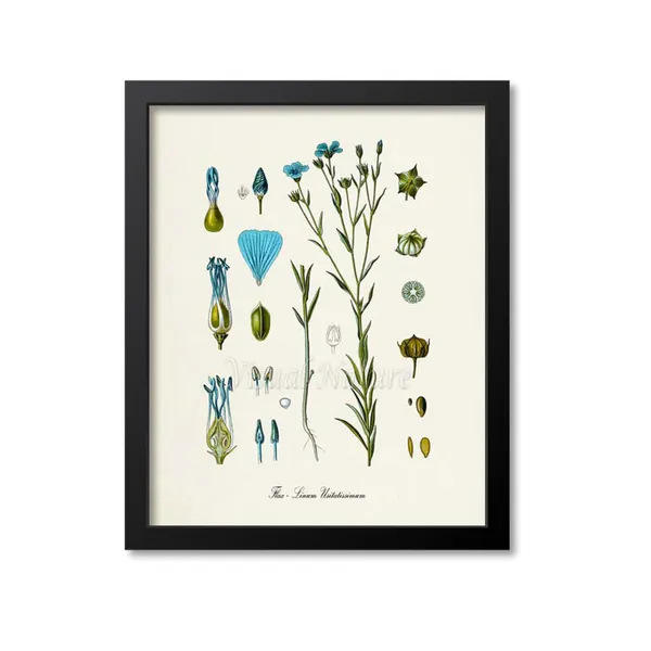 Flax Botanical Art Print, Linum Usitatissimum