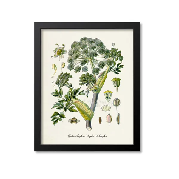 Garden Angelica Botanical Art Print, Wild Celery