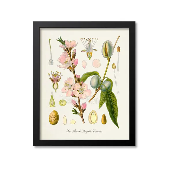 Sweet Almond Botanical Print, Kitchen Art Print