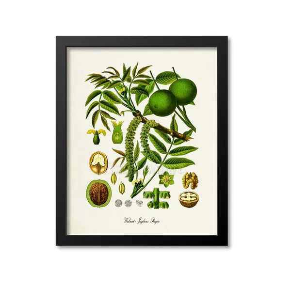 Walnut Botanical Print, Juglans Regia Art Print