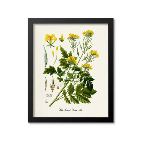 White Mustard Botanical Art Print, Sinapis Alba