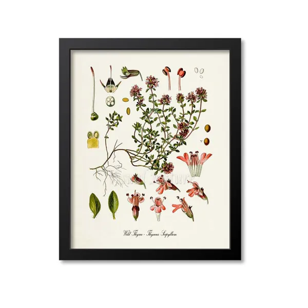 Wild Thyme Botanical Art Print, Kitchen Decor