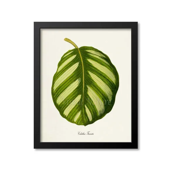Calathea Fasciata Botanical Art Print, Green Leaves