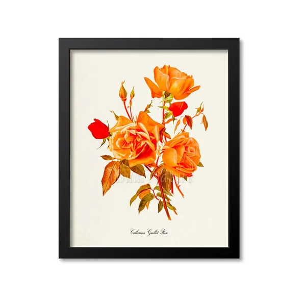 Catherina Guillot Rose Flower Botanical Art Print