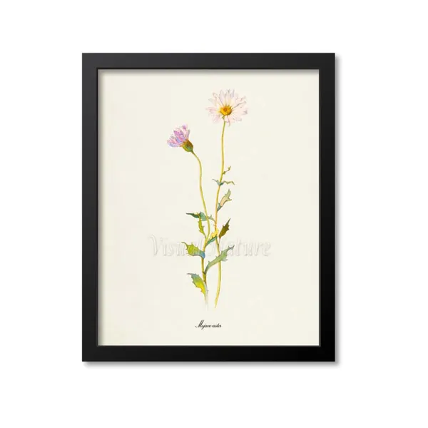 Mojave Aster, Xylorhiza Tortifolia Art Print