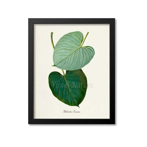 Philodendron Eximium Botanical Wall Art Print