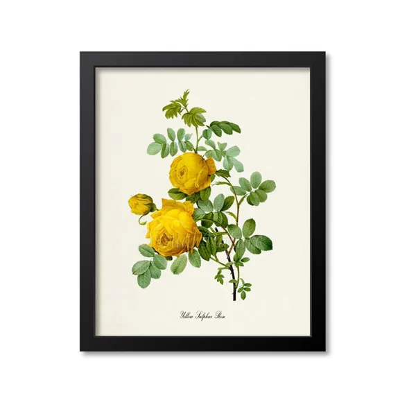 Yellow Sulphur Rose Botanical Floral Art Print