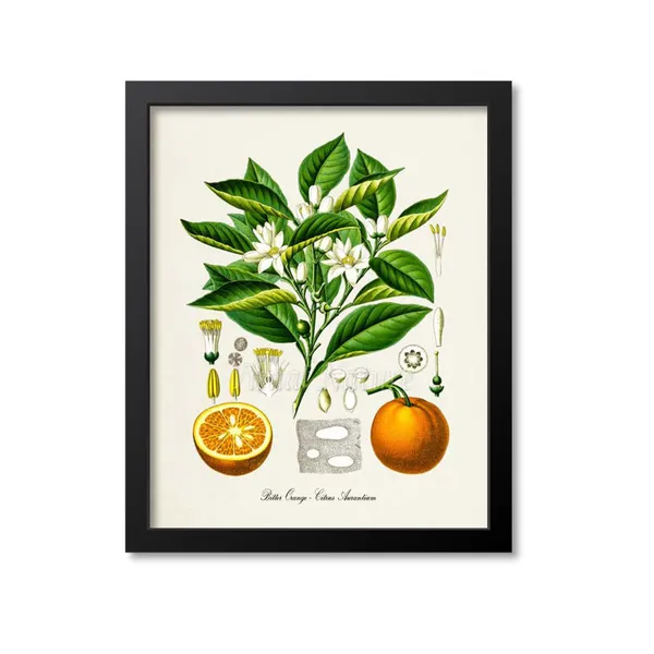 Bitter Orange Botanical Art Print, Citrus Aurantium