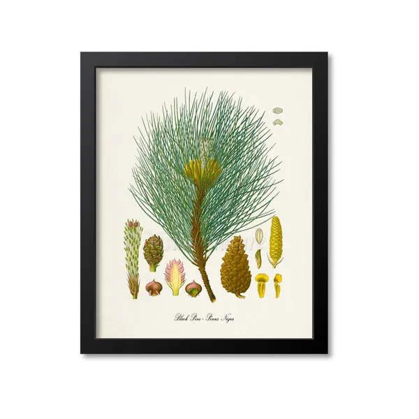 Black Pine Botanical Art Print, Pinus Nigra Pine Cone