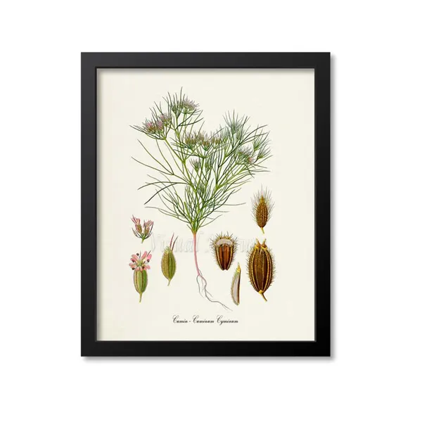 Cumin Botanical Art Print, Kitchen Wall Decor