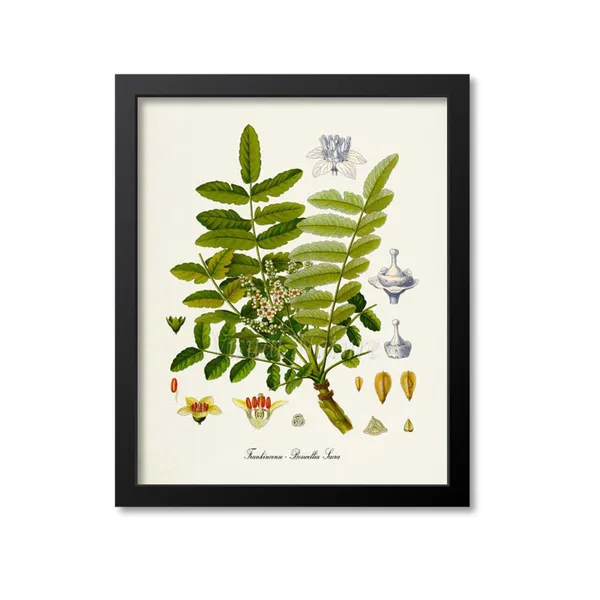 Frankincense Botanical Print, Boswellia Sacra Art Print