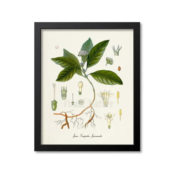 Ipecac Botanical Art Print, Carapichea Ipecacuanha