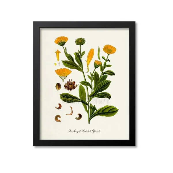 Pot Marigold Botanical Art Print, Calendula Officinalis