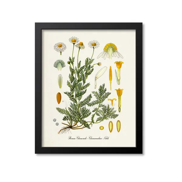 Roman Chamomile Botanical Art Print, Aromatherapy