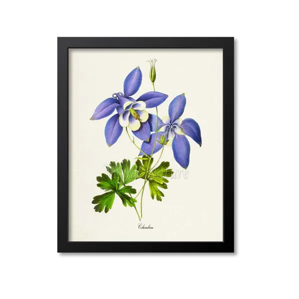 Columbine Flower Botanical Art Print, Blue Flower