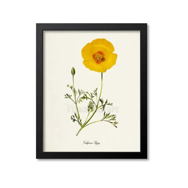 California Poppy Flower Art Print, Botanical Art Print