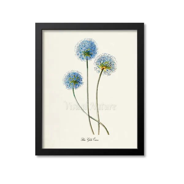 Blue Globe Onion Flower Botanical Poster Print