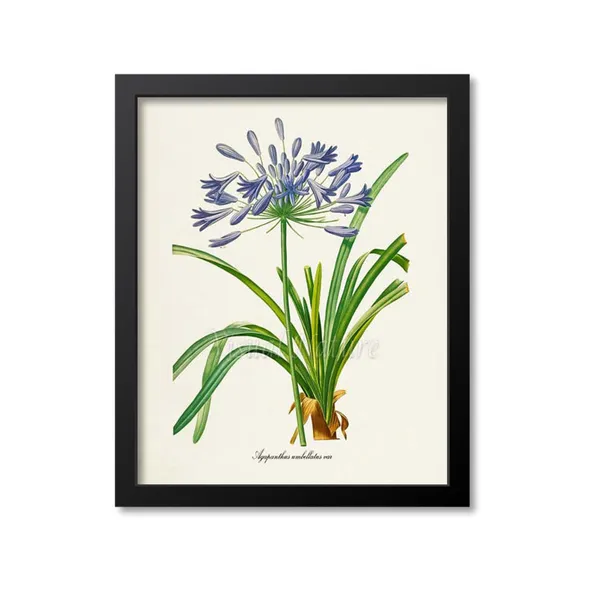Redoute-Inspired Lily Of The Nile Botanical Art Print