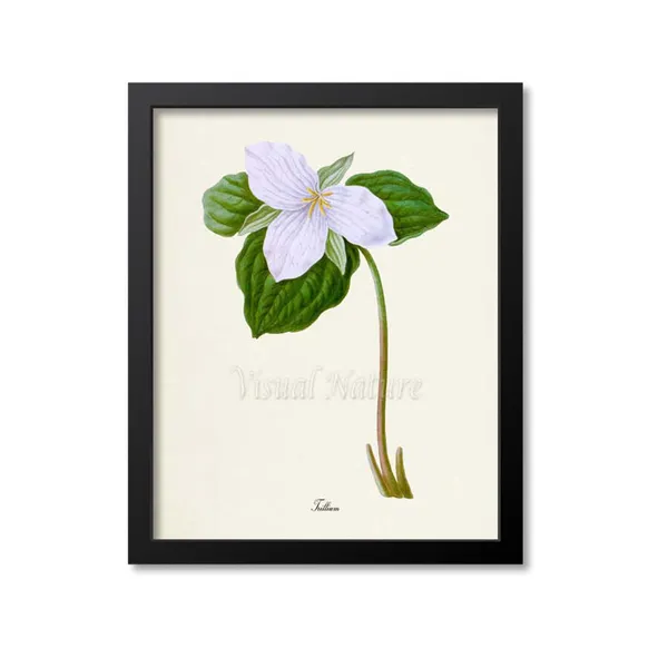 Trillium Flower Botanical Art Print, White Lily
