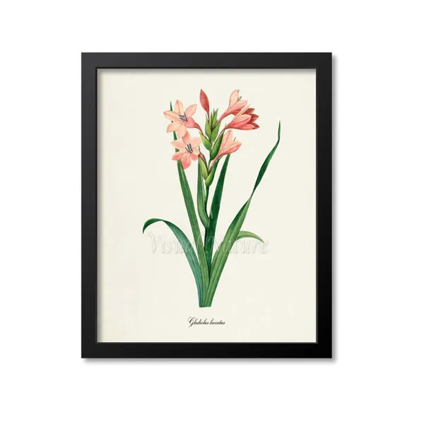 Gladiola Flower Botanical Art Print, Redoute Style