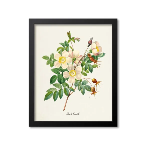 White Rose Botanical Wall Art Print, De Candolle