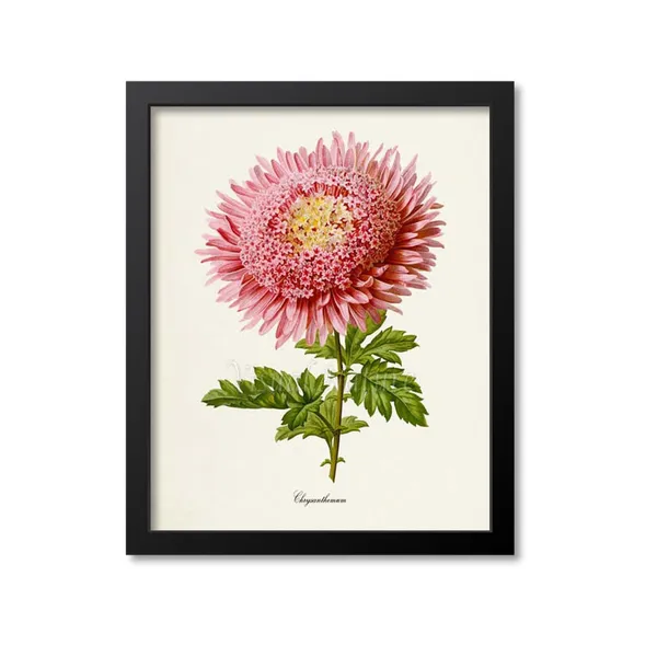 Chrysanthemum Flower Botanical Art Print, Pink Mum