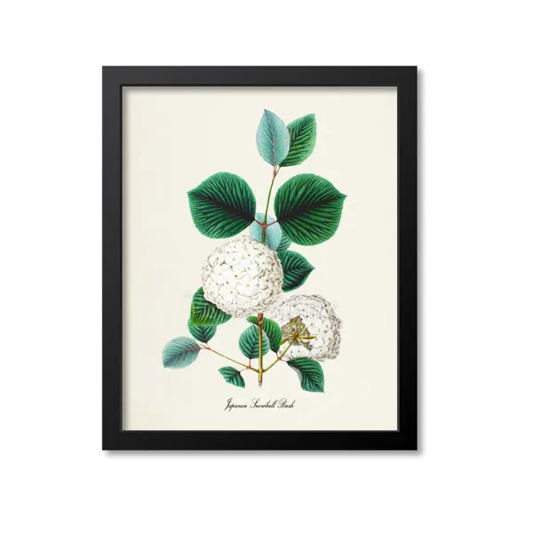 Japanese Snowball Bush Botanical Floral Art Print