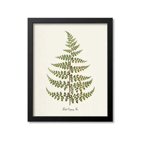 Thicket Creeping Fern Art Print, Botanical Decor