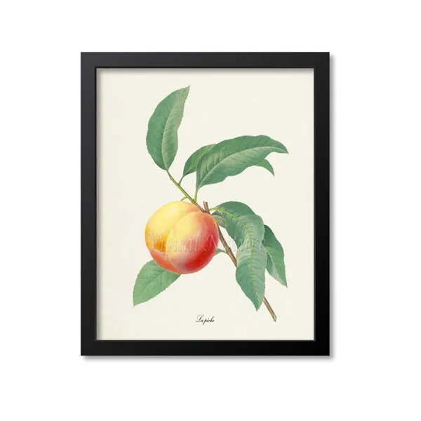 Peach Botanical Art Print, Redoute-Inspired La Peche