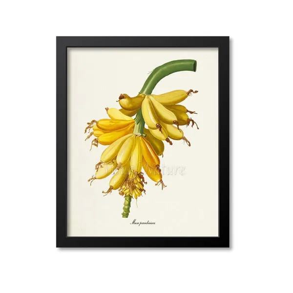 Bananas Botanical Art Print, Tropical Fruit Study