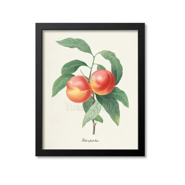 Peaches Botanical Art Print, Redoute-Inspired