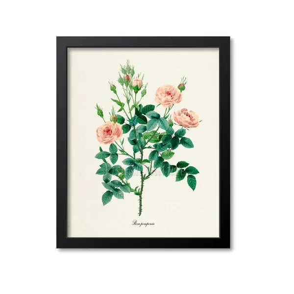 Pompon Rose Botanical Art Print, De Meaux Rose