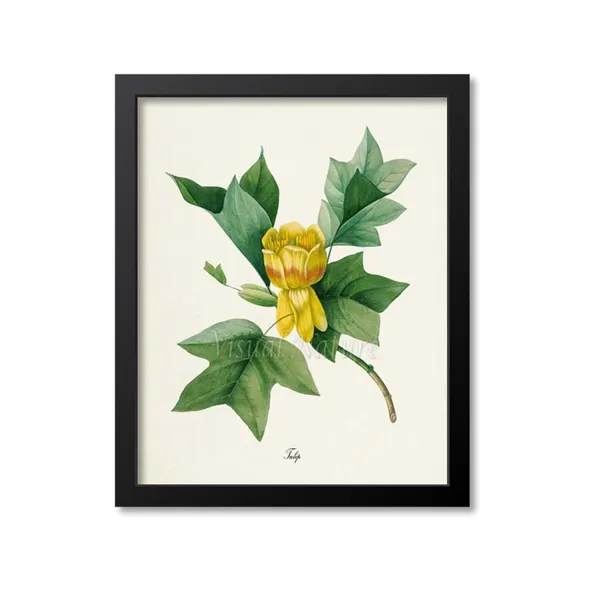 Redoute-Inspired Tulip Flower Botanical Art Print
