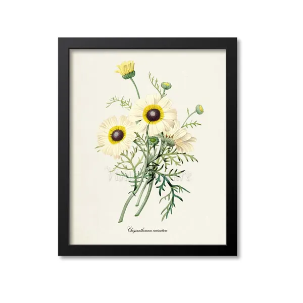 Painted Daisy Botanical Art Print, Redoute Style
