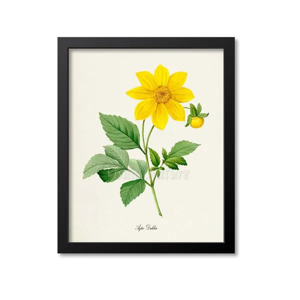 Aztec Dahlia Flower Art Print, Botanical Floral