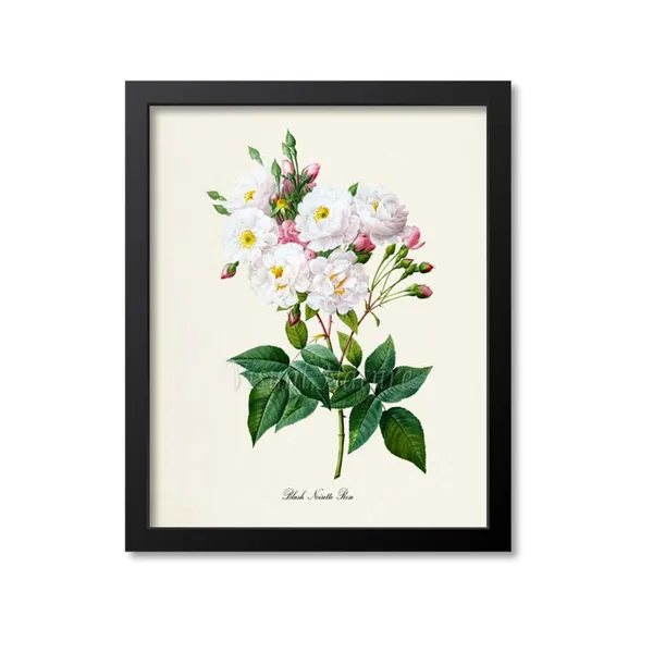 Blush Noisette Rose Botanical Art Print, White Rose