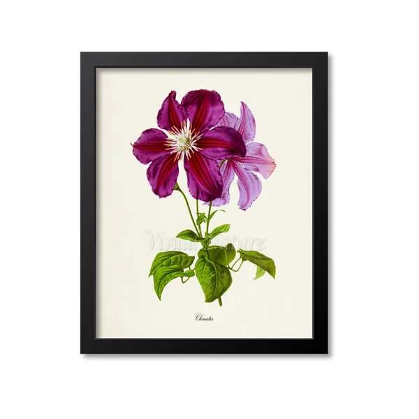 Clematis Flower Botanical Art Print, Purple Magenta
